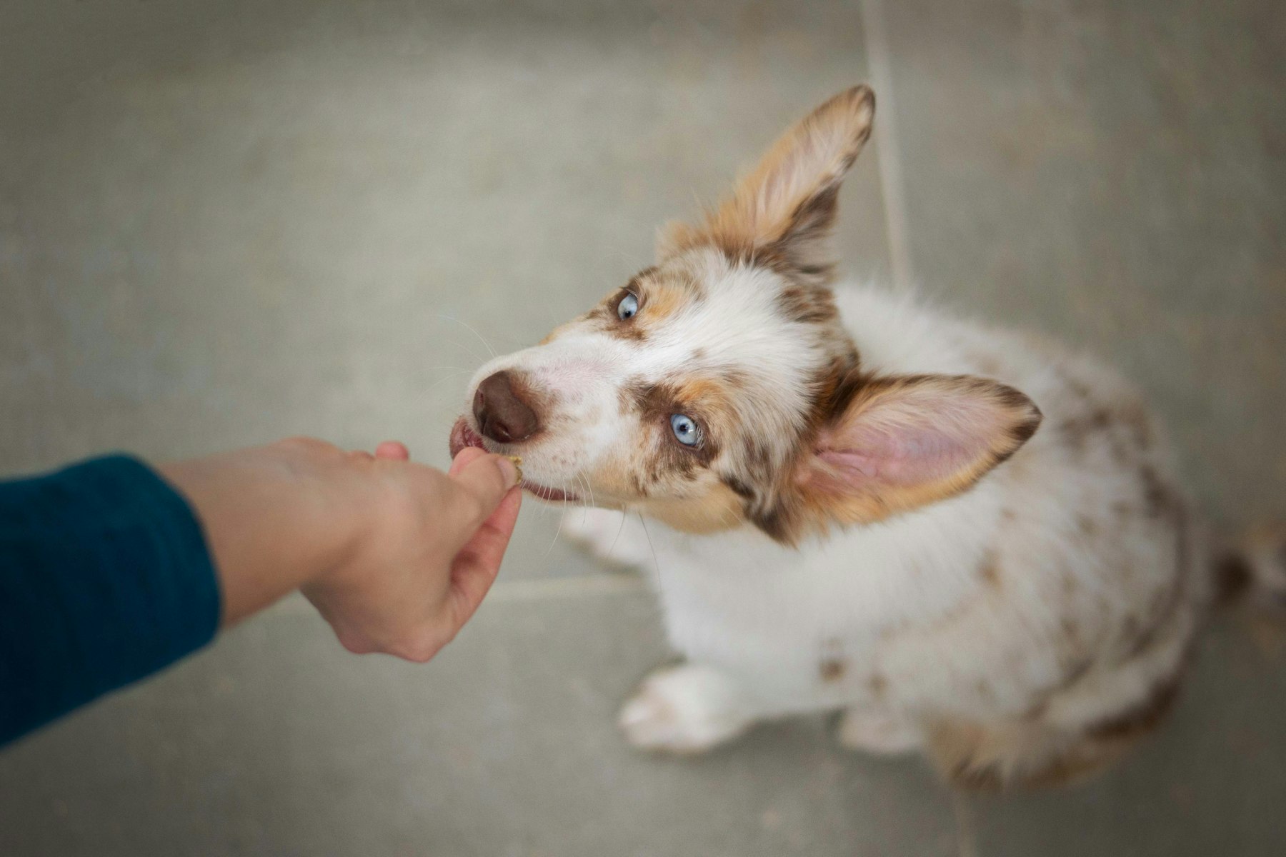 A small dog being given a treat by a person